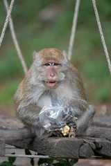 Obraz premium Plastic bags is danger for animal