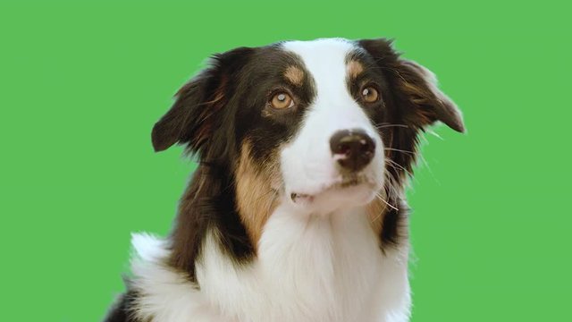 Dog head against chroma key green screen background. Cute Aussie looking at camera and away on green chromakey background for keying. Beautiful Australian shepherd puppy - portrait close-up. 