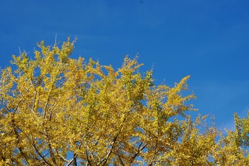 Fototapeta premium イチョウの黄葉