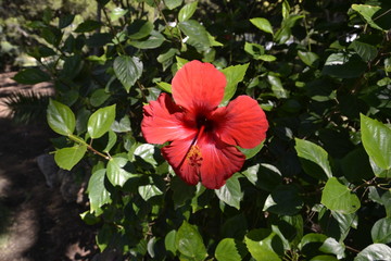 Flor Vermelha Red Flowers