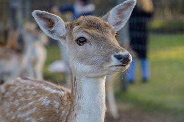 beautiful doe grazing in a green meadow