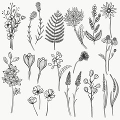 Floral clipart with ink drawn flowers, leaves and berries