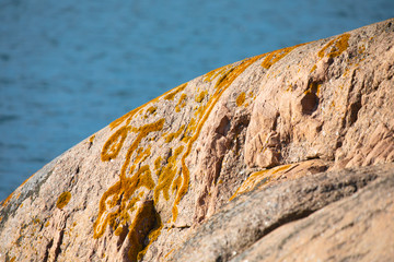 Orange crustose lichens on the rocky surface of stone on the Island of Nicklösa in the Åland Islands, Finland.