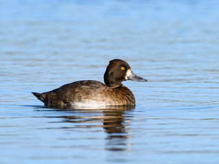 Female Lesser Scaup Swimming in Fall