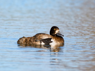 Female Lesser Scaup Swimming and Preening in Fall