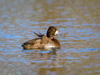 Female Lesser Scaup Swimming in Fall