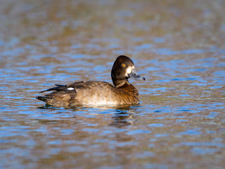 Female Lesser Scaup Swimming in Fall