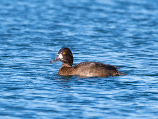 Female Lesser Scaup Swimming in Fall