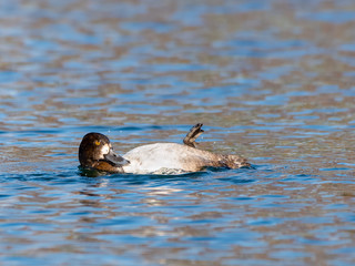 Female Lesser Scaup Swimming and Preening in Fall