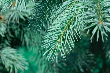 Fototapeta na wymiar green spruce growing in the park
