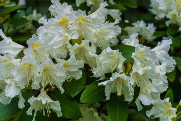 Beautiful white rhododendron flowers in the city garden.