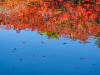 Abstract water reflection background of colorful forest in autumn season.