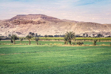 Sugar cane plantations in Egypt - green fields, palms and mountains on skyline.