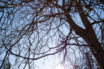 hoar-frost on tree in winter