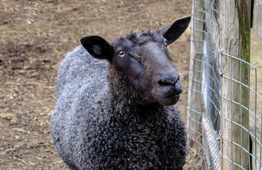 Naklejka premium Black sheep with very curly woolly body