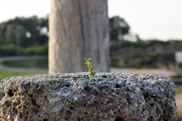 Cyprus spring forest 