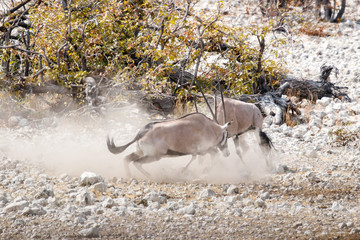 Oryx-Antilopen im Revierkampf