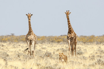 Zwei Giraffen begleiten eine Löwin