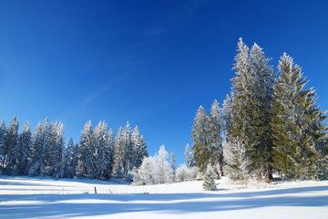Winter landscape, spruce forest covered with snow