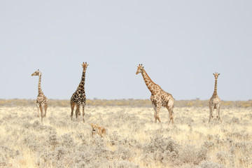 Naklejka na ściany i meble Vier Giraffen beobachten eine Löwin