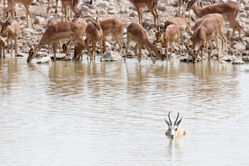 Verschiedene Antilopen am Wasserloch
