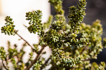branch of a petal detail, Taxus