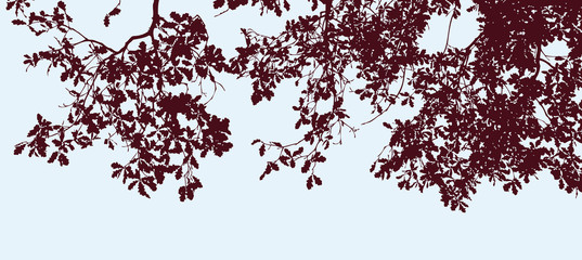 Vector image of silhouettes of oak branches in autumn © avelksndr