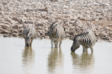 Fototapeta na wymiar Drei Zebras am Wasserloch