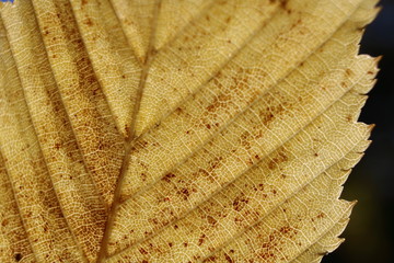 brown leaves