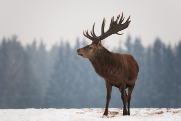 Powerful Adult Noble Deer ( Cervus Elaphus ) With Big Horns, Beautifully Turned Head. European Wildlife Landscape With Deer Stag. Lonely Deer With Big Antlers At Christmas Caniferous Forest Background
