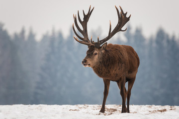 Grazing Full Maturity Deer Buck Against The Background Of Winter Coniferous Forest. Deer Male With Great Branched Horns, Belorussian Winter Wildlife Image. 