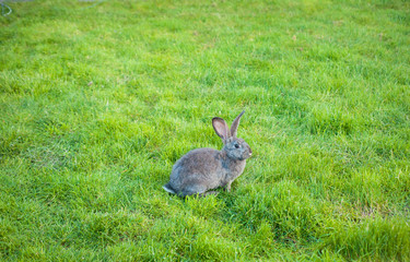 One rabbit eats grass in the garden.