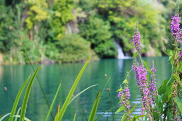 Lake flower
