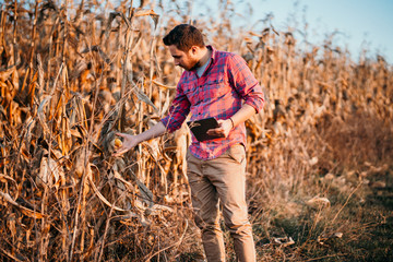 Young farmer with beard checking corn, corn harvesting. People in agriculture field