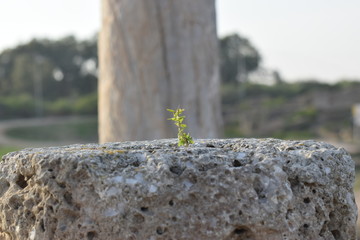 Cyprus spring forest 