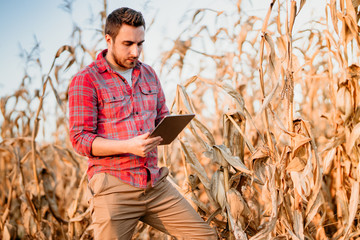 Portrait of handsome farmer using tablet for harvesting crops. Farming equipment and technology