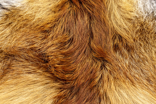 Fox Fur Close-up Color Orange Animal Background