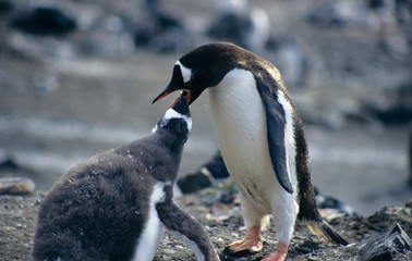 Obraz premium Antarctica. Adeli pinguin with kid