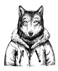 Sketch of wolf in winter jacket. Hand drawn vector illustration
