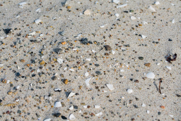 Strandgut der Ostsee