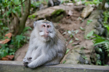 Naklejka na ściany i meble Monkey in the Park, close-up.