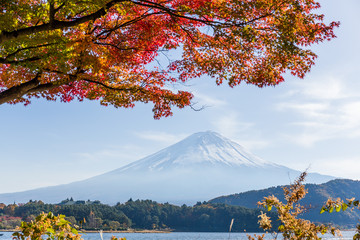 Fuji mountain and maple tree