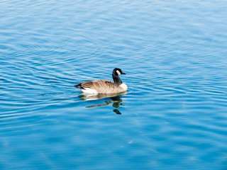 duck swimming in the lake Bolsena Viterbo Italy
