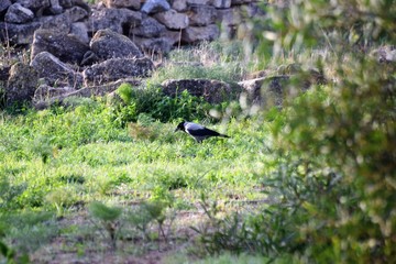 Cyprus spring forest 