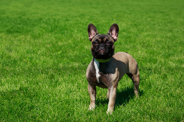 Fototapeta premium Dog breed French Bulldog