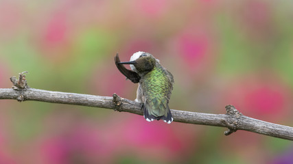 Preening