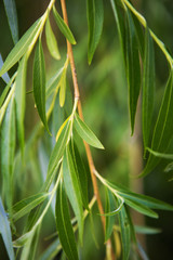 green willow branch close-up, place for inscription.