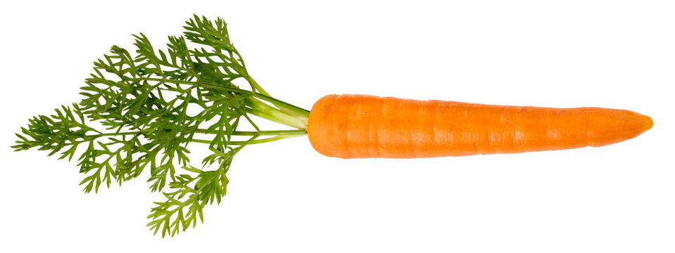 SINGLE CARROT CUT OUT