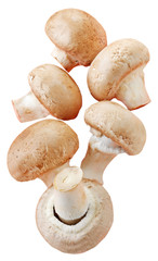 CHESTNUT MUSHROOMS CUT OUT