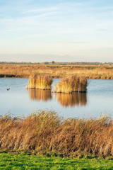 Yellowed reed plants reflected in the water surface of a creek